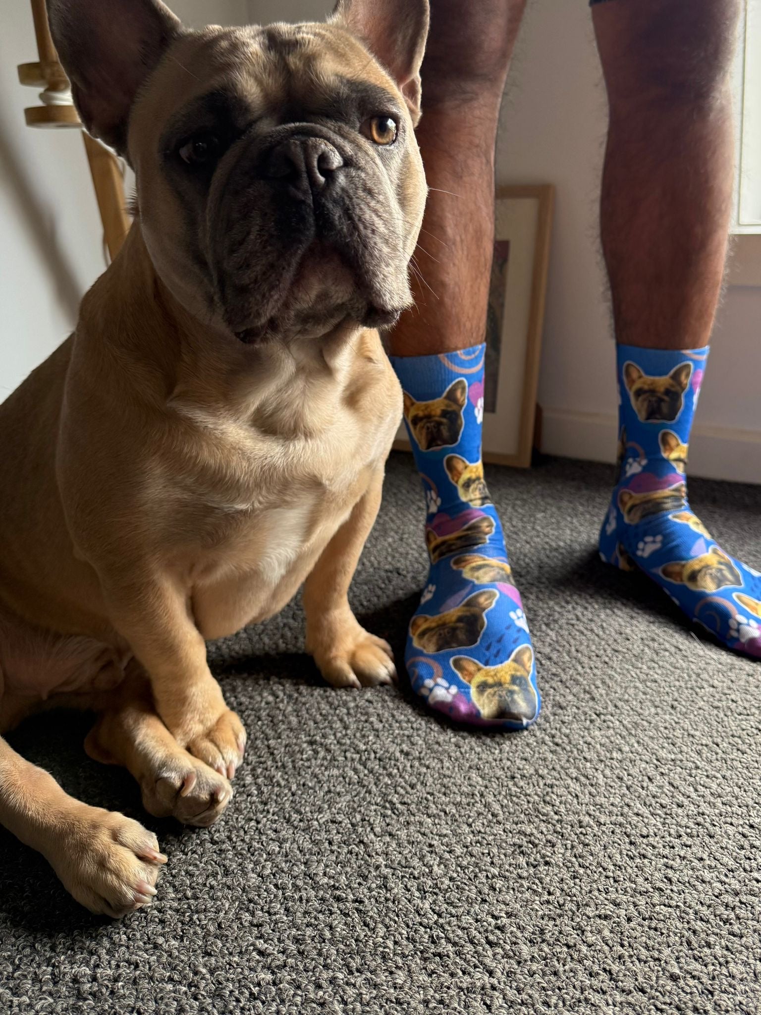 Dog Socks Santa Edition